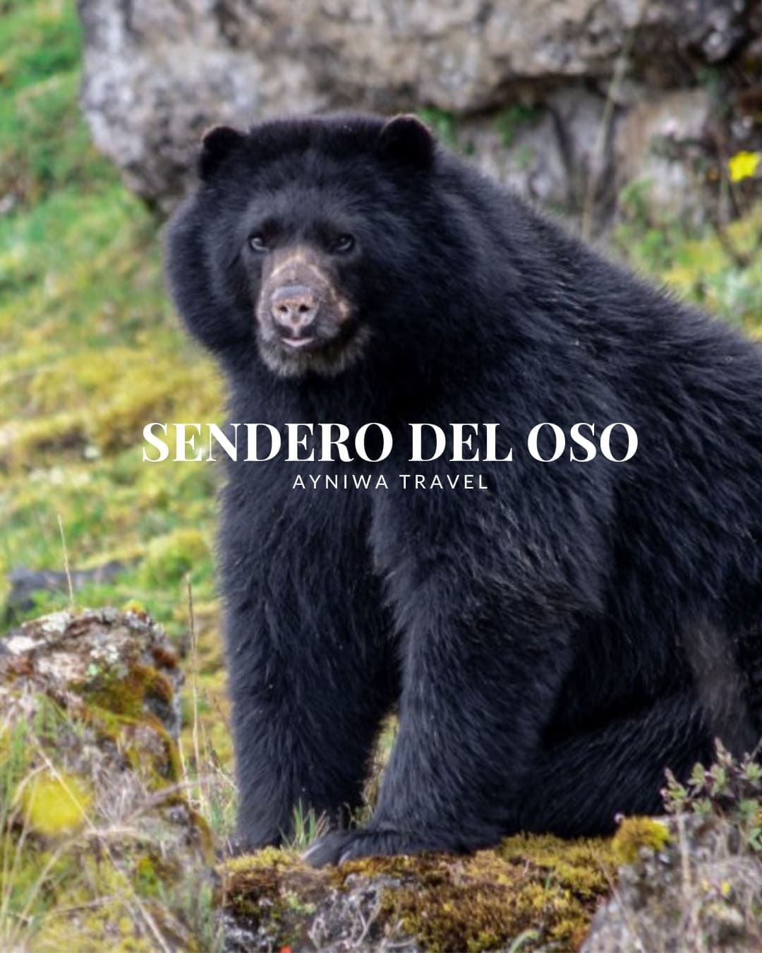 SenderoDelOso_DIC2025-1