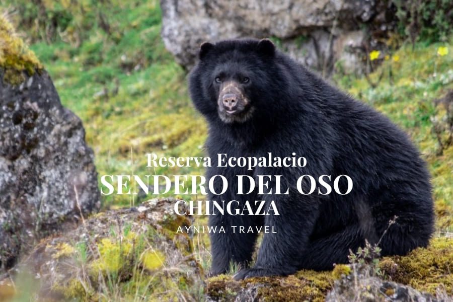 CHINGAZA: SENDERO DEL OSO RESERVA ECOPALACIO | Pasadía